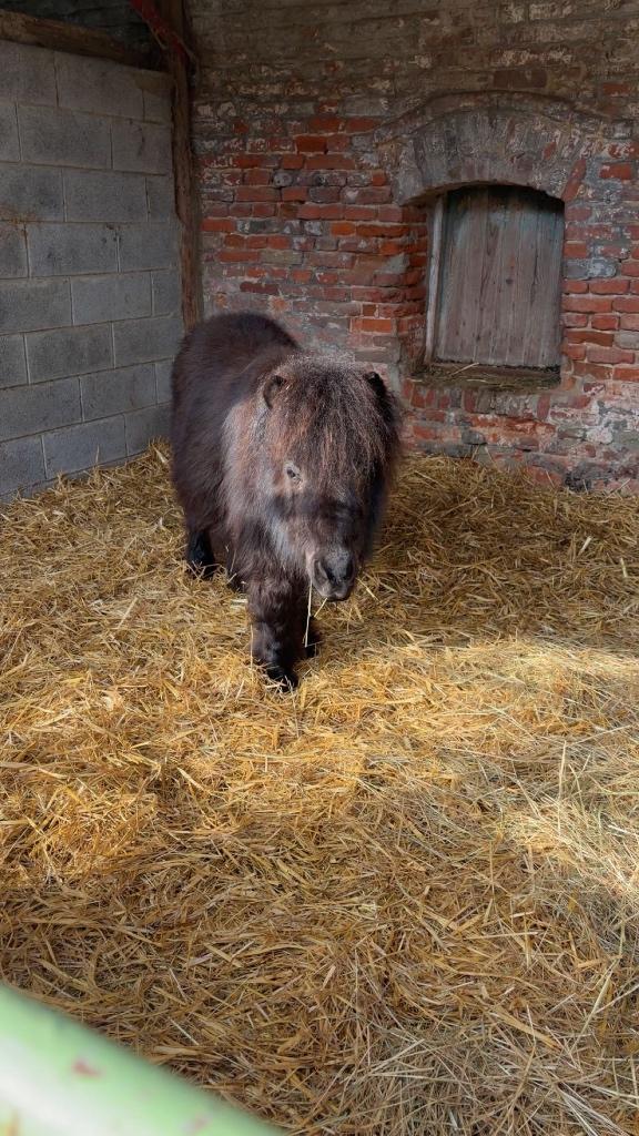 Poney, Animaux & Accessoires, Autres accessoires pour animaux, Enlèvement