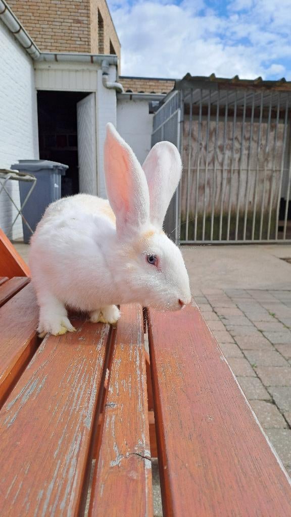 Duitse reuzen, Meerdere dieren, Groot, 0 tot 2 jaar