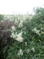 Pericaria polymorpha en andere planten van hobbykweek, Tuin en Terras, Planten | Tuinplanten, Volle zon, Vaste plant, Zomer, Ophalen