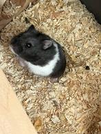 dwerghamster-te koop, Octobre, Mâle, Hamster