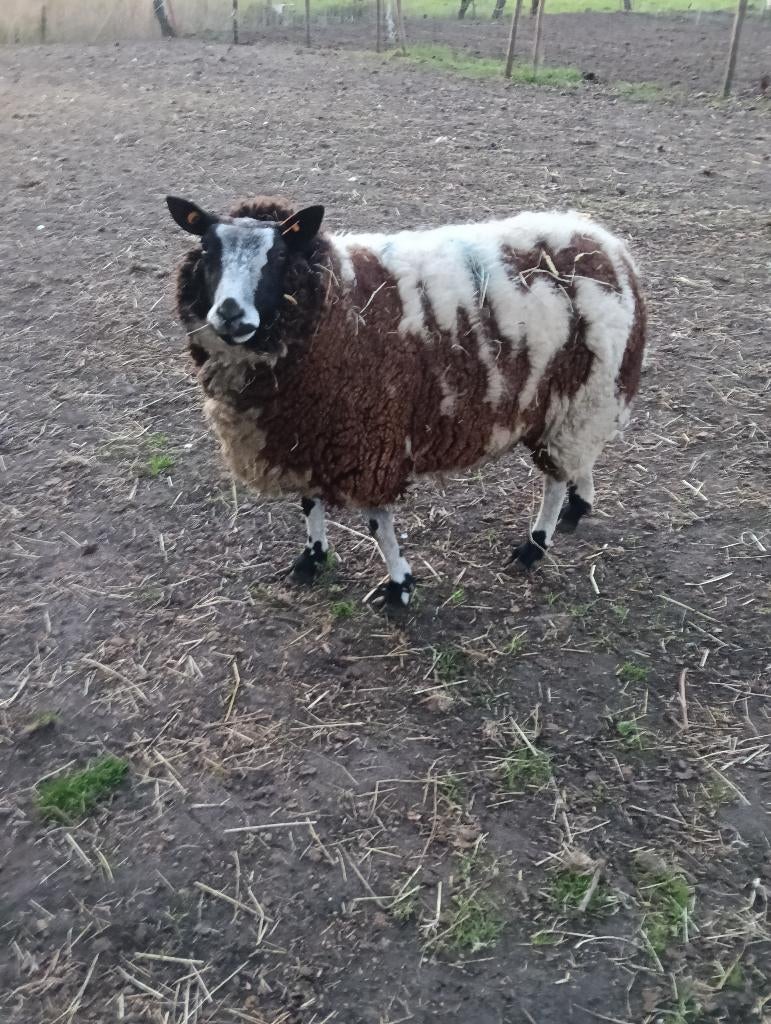 Baggerbond schaap, Dieren en Toebehoren, Schapen, Geiten en Varkens, Vrouwelijk, Schaap, 0 tot 2 jaar