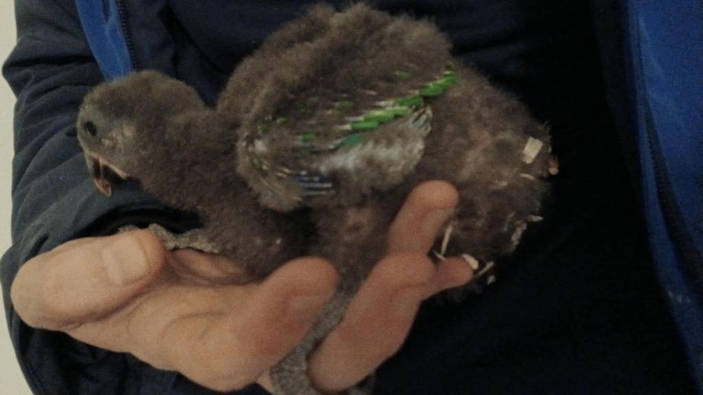 Bebe male eclectus, Mâle, Perroquet, Parleur