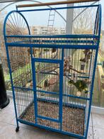 Blauw hoofd amazon papegaai, zoekt met spijt een huiskamer., Perroquet