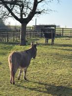 2 merrie ezels, Merrie