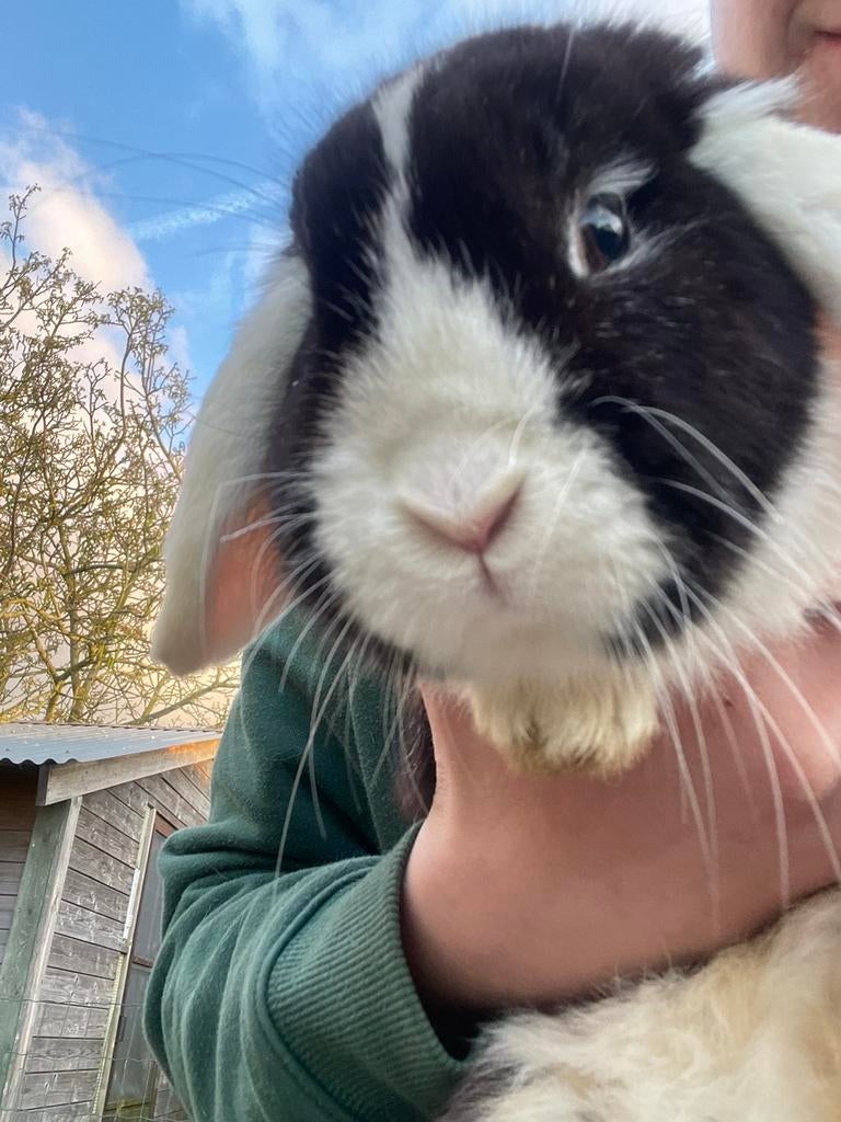 Hangoor konijn te koop, Nain, Oreilles tombantes