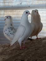 Sierduiven, Dieren en Toebehoren, Vogels | Duiven