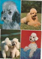 Lot 8 kaartjes honden poedel, Verzamelen, Postkaarten | Dieren, Verzenden, Ongelopen, Hond of Kat