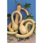 pompoen / courgette Trombetta d'Albenga, Tuin en Terras, Planten | Tuinplanten, Ophalen, Groenteplanten, Eenjarig, Halfschaduw