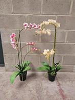 2 grandes Orchidées artificielles dans leur pot, Enlèvement, Utilisé, Intérieur