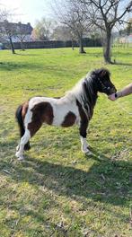 Apart mooie luxe dekhengst met NMPRS Stamboek