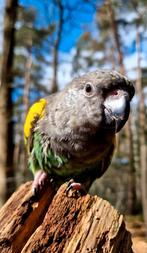 SUPER Schattige Tamme Meyer Papegaai, Dieren en Toebehoren, Vrouwelijk, Papegaai, Geringd