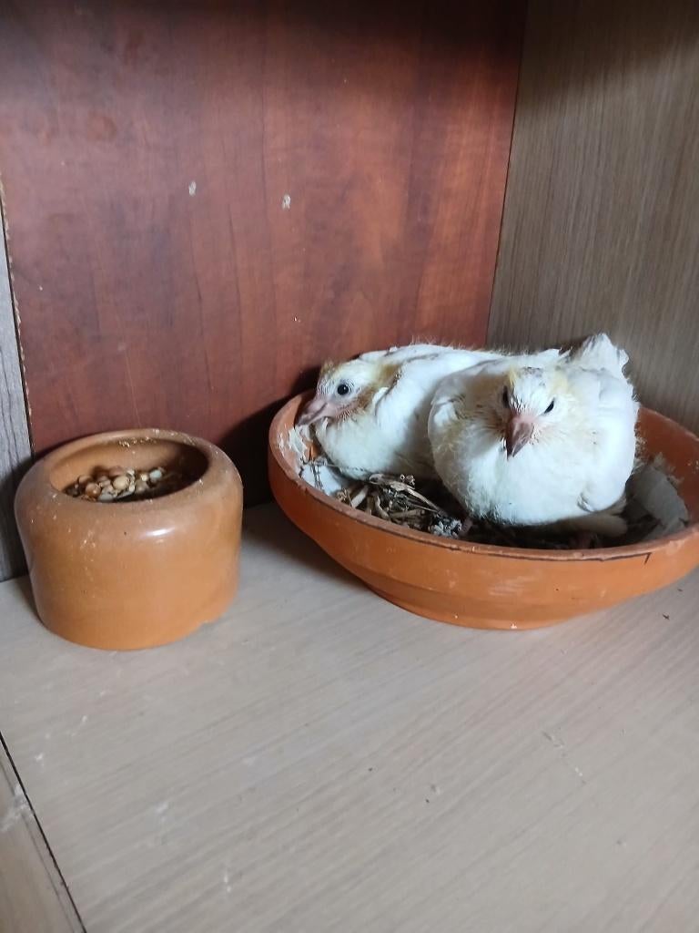 reisduiven, Dieren en Toebehoren, Meerdere dieren, Postduif