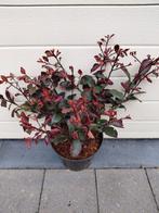 Photinia Little Red Robin, Tuin en Terras, Ophalen, Halfschaduw