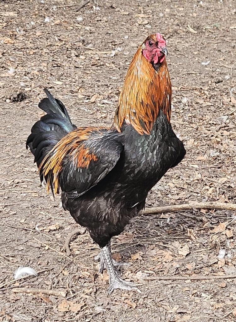 Brugse vechter hanen, Mâle, Poule ou poulet