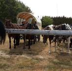 13 jarige ruin, Dieren en Toebehoren, Ruin
