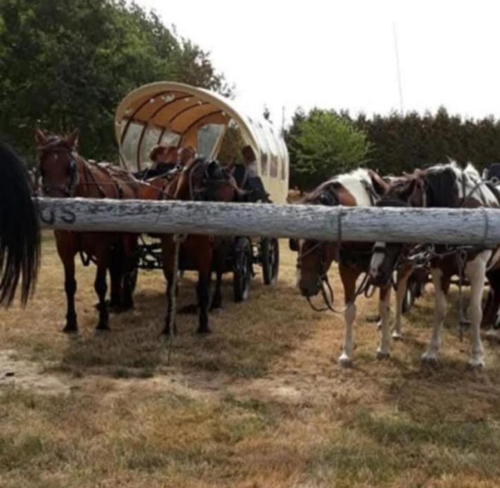 13 jarige ruin, Dieren en Toebehoren, Paarden, Ruin