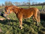 B pony, Dieren en Toebehoren, Pony's, Merrie, Onbeleerd, B pony (1.17m tot 1.27m), 3 tot 6 jaar