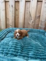 Prachtige cavapoo pups, Dieren en Toebehoren, Parvo, België, 8 tot 15 weken, Meerdere
