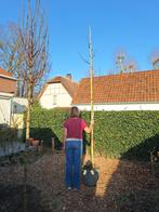 Arbre de Judas Cercis Siliquastrum, Jardin & Terrasse, Plantes | Arbres, En pot, Plein soleil, Autres espèces, Enlèvement