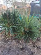 Yucca planten 2 stuks, Tuin en Terras, Ophalen