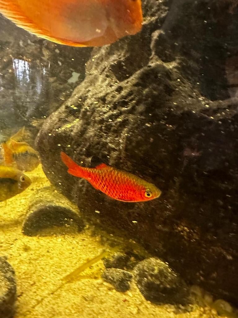 Poisson/fish (cichlids and barbs) (cichlidé et barbes), Animaux & Accessoires, Poissons | Poissons d'aquarium, Poisson d'eau douce