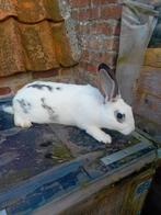 Jonge rammelaar (vlinder)