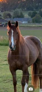 Irish sport paard, Dieren en Toebehoren, Paarden, Merrie, 3 tot 6 jaar, Met stamboom, B