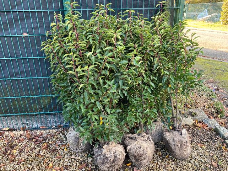 Portugese Laurier, Tuin en Terras, Planten | Struiken en Hagen, Struik, Laurier, Ophalen