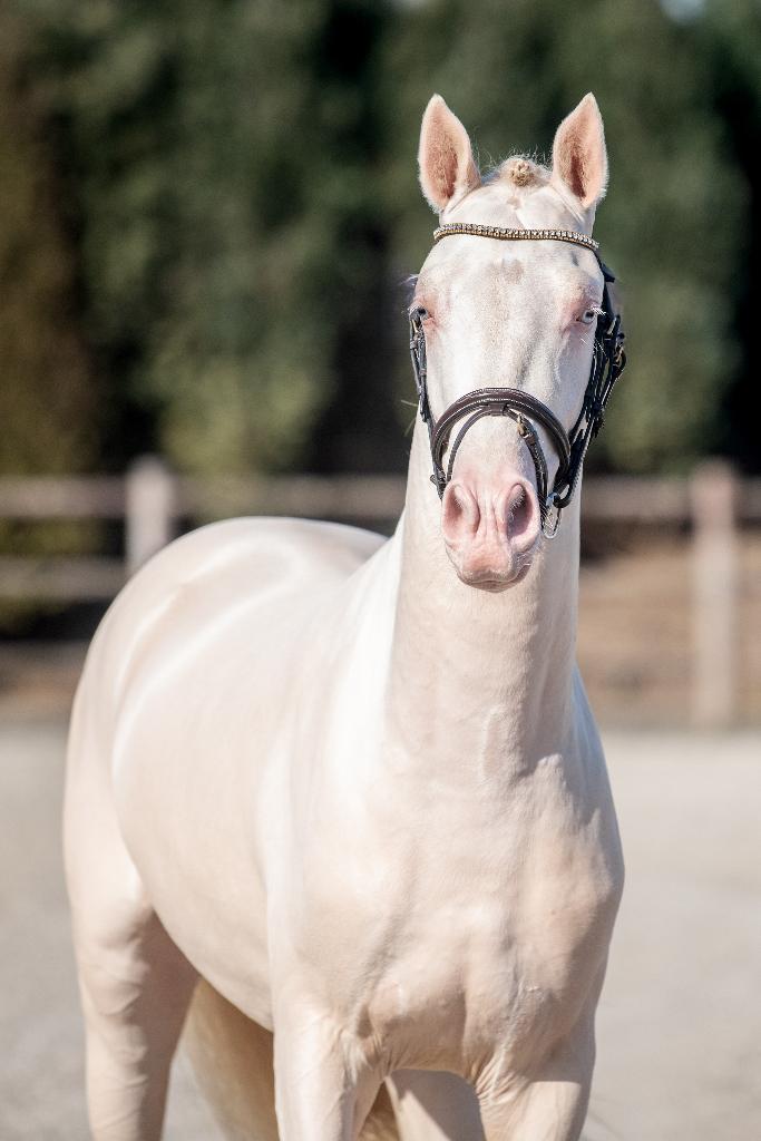 5 Ponyhengsten ter dekking / dekhengsten, Étalon, Ne s'applique pas, Avec pedigree