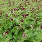 Geranium phaeum, Tuin en Terras, Bodembedekkers, Vaste plant, Ophalen of Verzenden, Halfschaduw