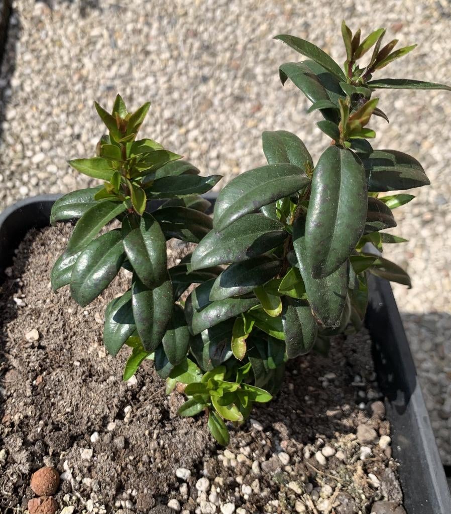 Mirte - Myrtus Communis, Tuin en Terras, Planten | Fruitbomen, Ophalen, Overige soorten, Volle zon, In pot