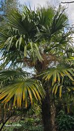 Semis de Trachycarpus Fortunei, Enlèvement ou Envoi