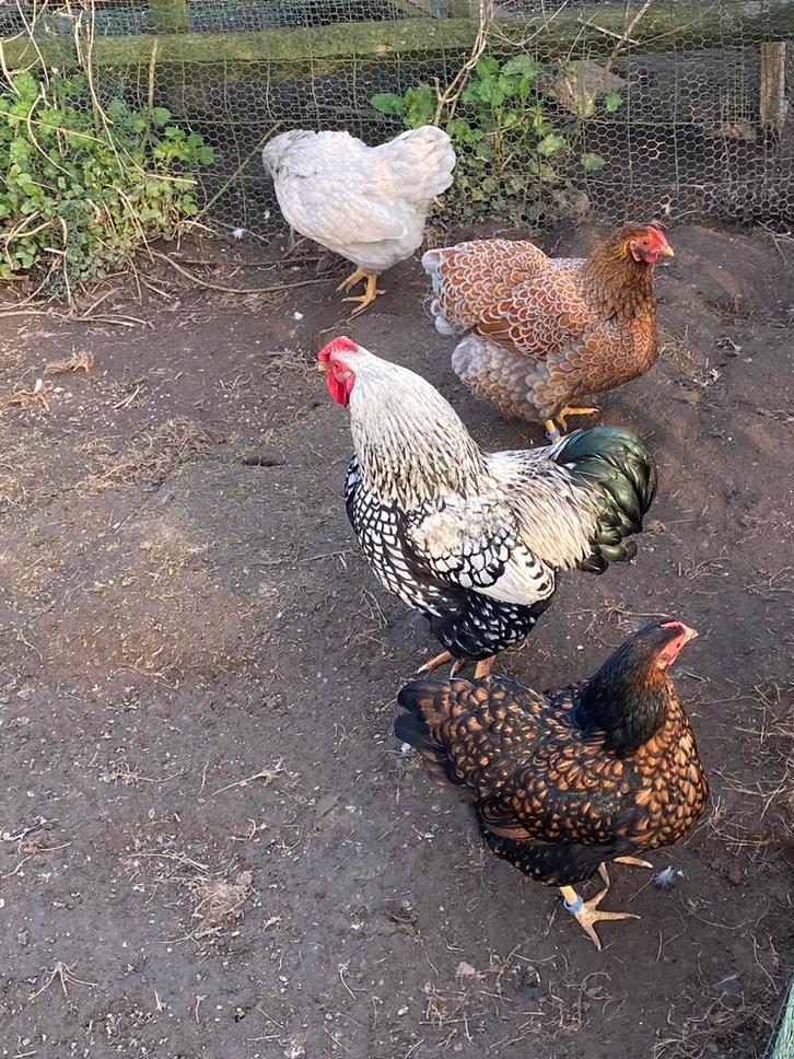 Broedeieren wyandotte kriel, Animaux & Accessoires, Volatiles, Poule ou poulet, Sexe inconnu