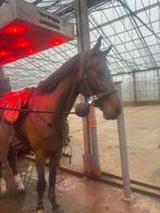 Wandel recreatiepaard, Animaux & Accessoires, Chevaux, Hongre, Cheval de récréation