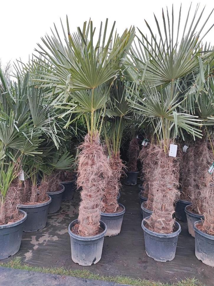 Trachycarpus fortunei winterharde palmboom, Tuin en Terras, Planten | Bomen, Palmboom, 100 tot 250 cm, Halfschaduw, Lente, In pot