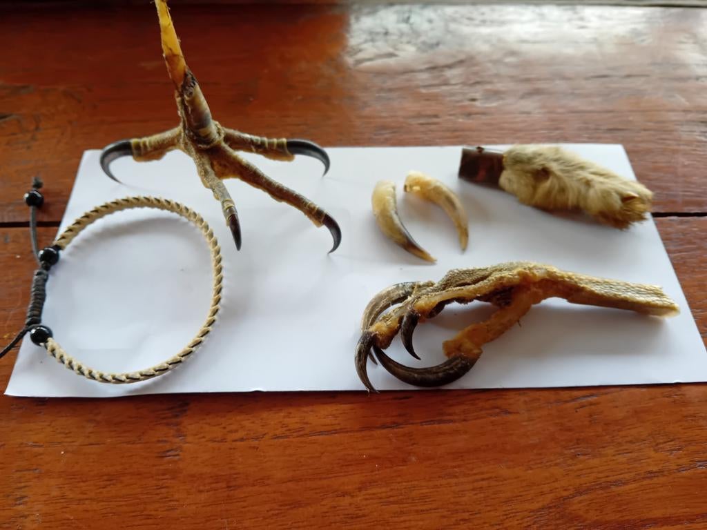 Lotje Taxidermie opgezette dieren curiosa rariteitenkabinet, Ophalen of Verzenden, Gebruikt, Opgezet dier