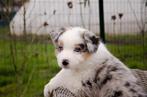 Border collie pups geboren op boerderij, Dieren en Toebehoren, Parvo, België, Particulier, 8 tot 15 weken