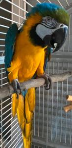 Sprekende ara, Dieren en Toebehoren