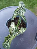 Arum Italicum, Tuin en Terras, Ophalen, Halfschaduw