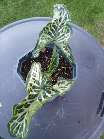 Arum Italicum beschikbaar voor biedingen