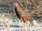 Harlekijn Kwartels, Dieren en Toebehoren, Meerdere dieren, Tropenvogel, Tam