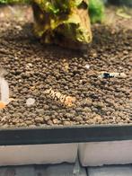 Caridina, Dieren en Toebehoren, Ophalen