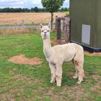 alpaca, Hengst