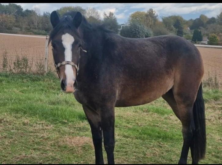 2,5 jarige D pony merrie, Dieren en Toebehoren, Pony's, Merrie