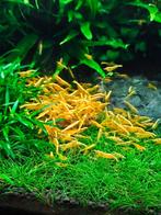 Neocaridina Yellow Backline garnalen, Dieren en Toebehoren, Vissen | Aquariumvissen, Kreeft, Krab of Garnaal, Zoetwatervis