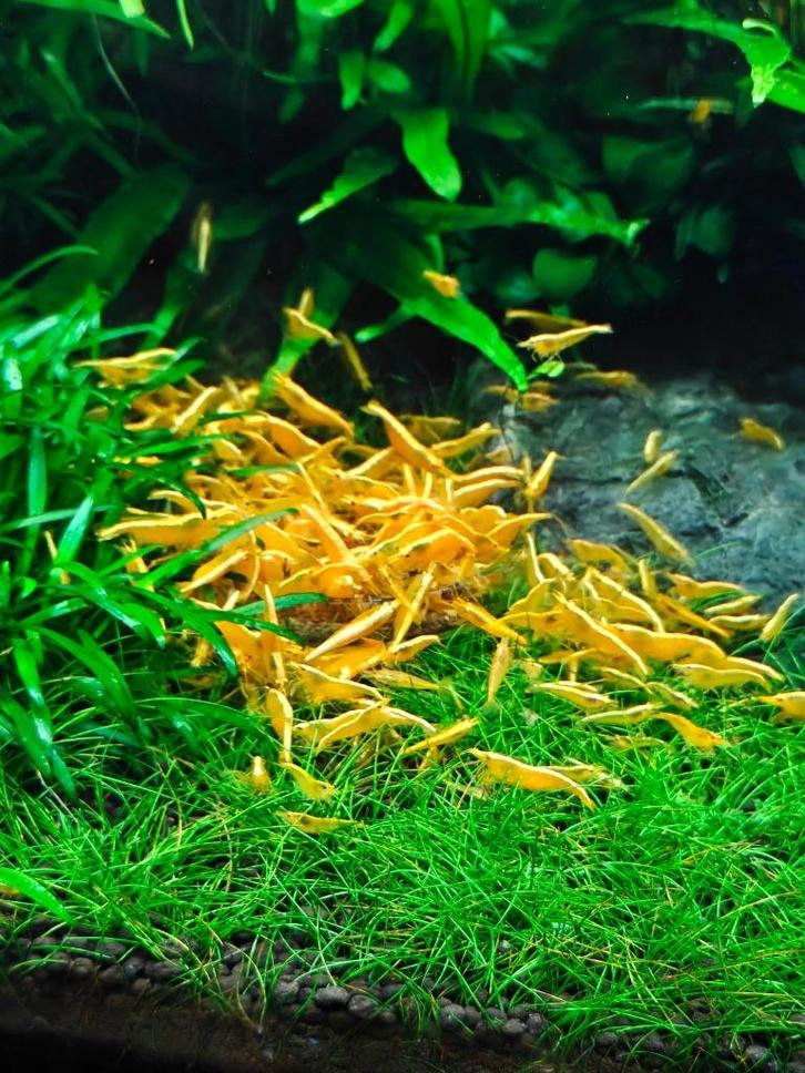 Neocaridina Yellow Backline garnalen, Dieren en Toebehoren, Vissen | Aquariumvissen, Zoetwatervis, Kreeft, Krab of Garnaal