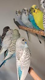 Poppen, Dieren en Toebehoren, Vogels | Parkieten en Papegaaien