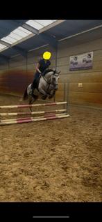 Knappe talentvolle volbloed ruin!!, Dieren en Toebehoren, Paarden, Springpaard, B, Gechipt, Ruin
