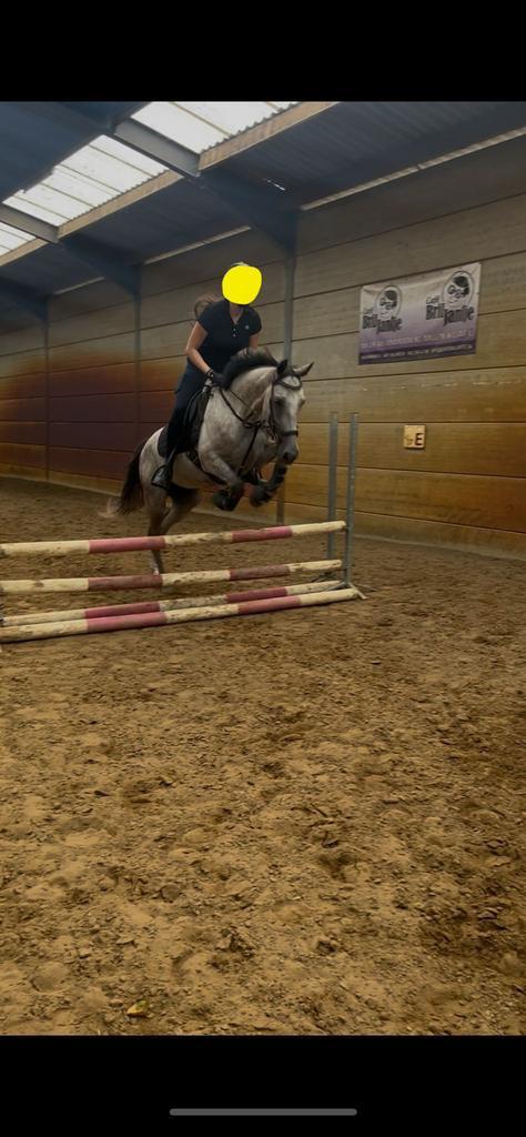 Knappe talentvolle volbloed ruin!!, Dieren en Toebehoren, Paarden, Ruin, B, 160 tot 165 cm, 7 tot 10 jaar, Springpaard, Met stamboom