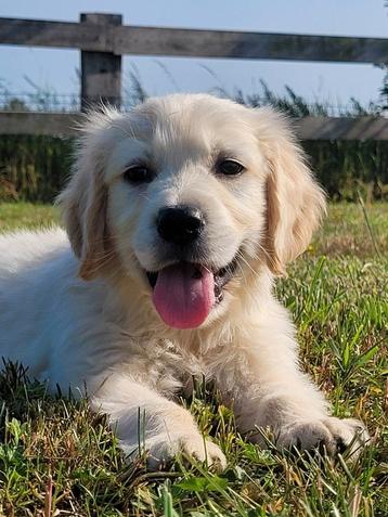 Golden retriever pups geboren en opgroeiend in mijn huisje  beschikbaar voor biedingen